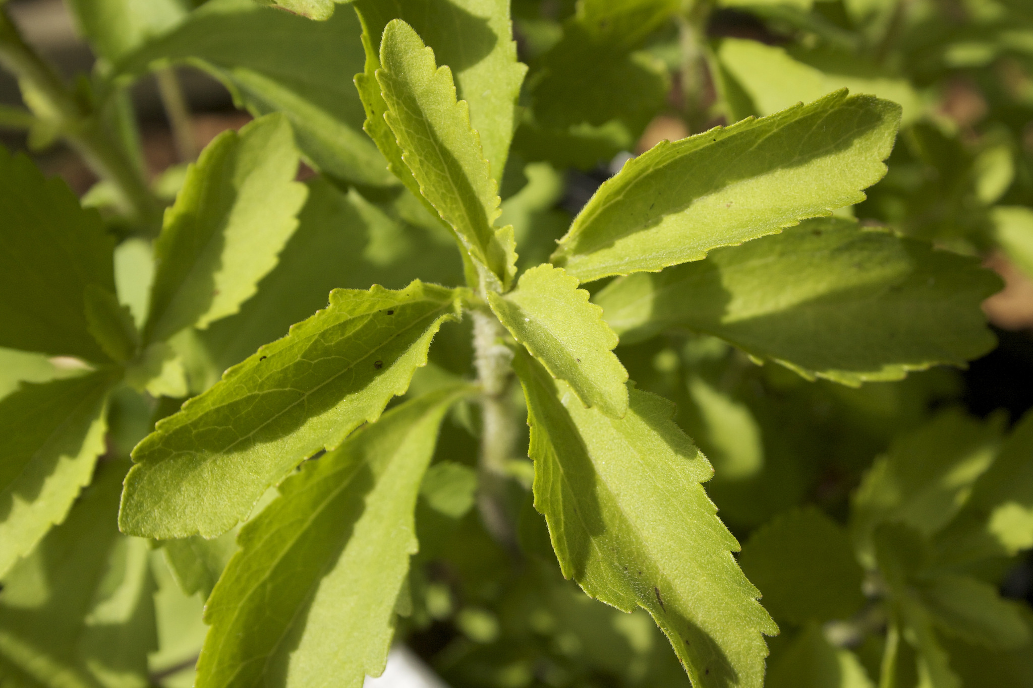Is Stevia Really Good For You?