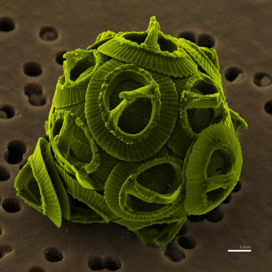 A coccolithophore, a type of algae; Source: NEON ja, colored by Richard Bartz