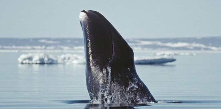Bowhead Whale Genetics May Be Answer to Longevity