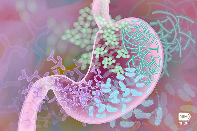 Microbes in the Gut May Cause Autoimmunity Later