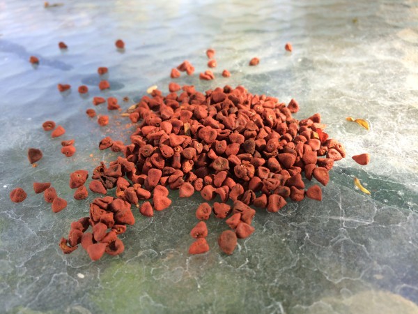 Medicine of the Indigenous American People: Achiote