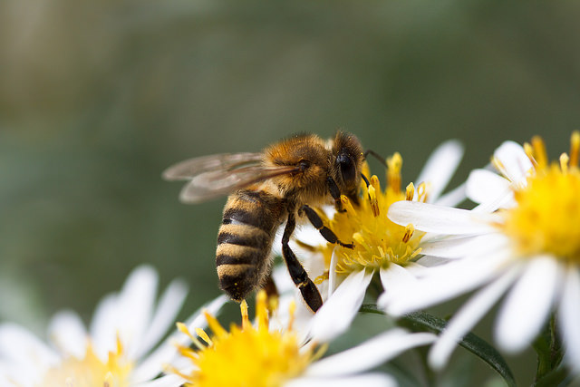Bee Population Decline – Who’s to Blame?