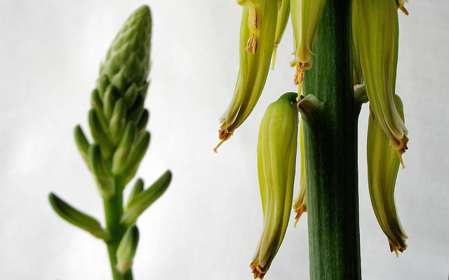 Aloe Vera: An Effective Remedy for Burns?