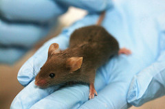 Genetically Engineered Smart Mice