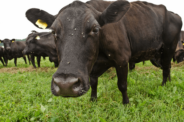 What’s the Beef with Grass-Fed Beef?