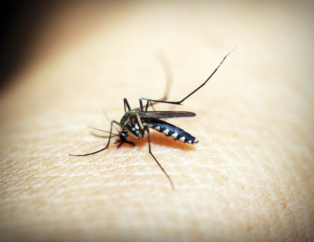 Stopping Malaria with Malaria-Resistant Mosquitoes
