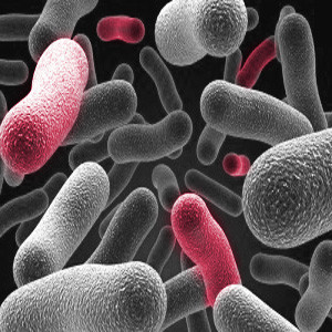 Bacteria Helpful in Diagnosing Cancer