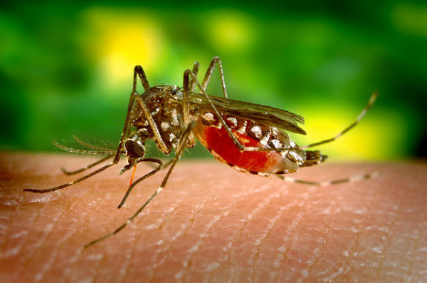 The Dangers of Zika Virus