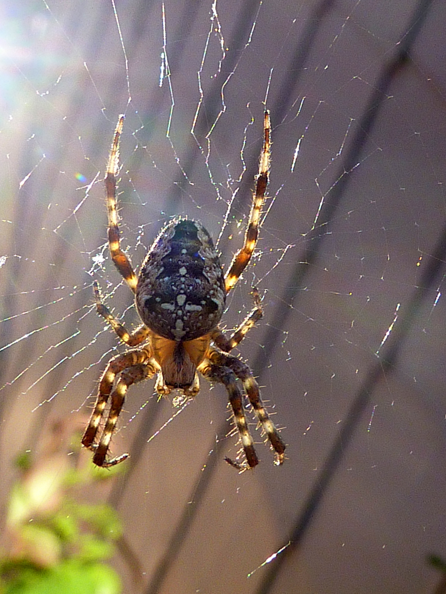 Afraid of Spiders? Here’s How to Get Rid of That