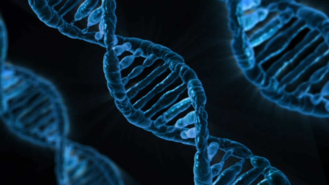 The DNA Factor: The Effect of Genes on Obesity