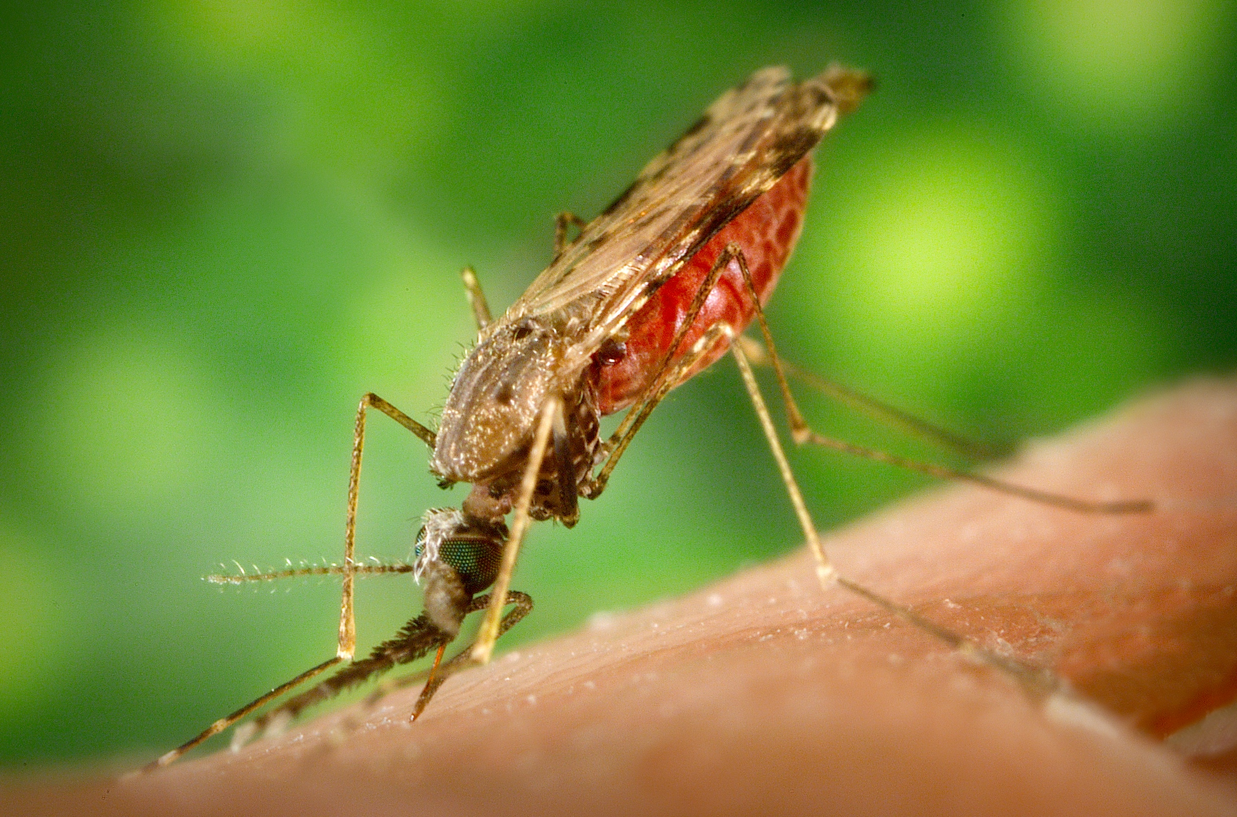 Tafenoquine, a Single-Dose Drug for Treating Recurring Malaria