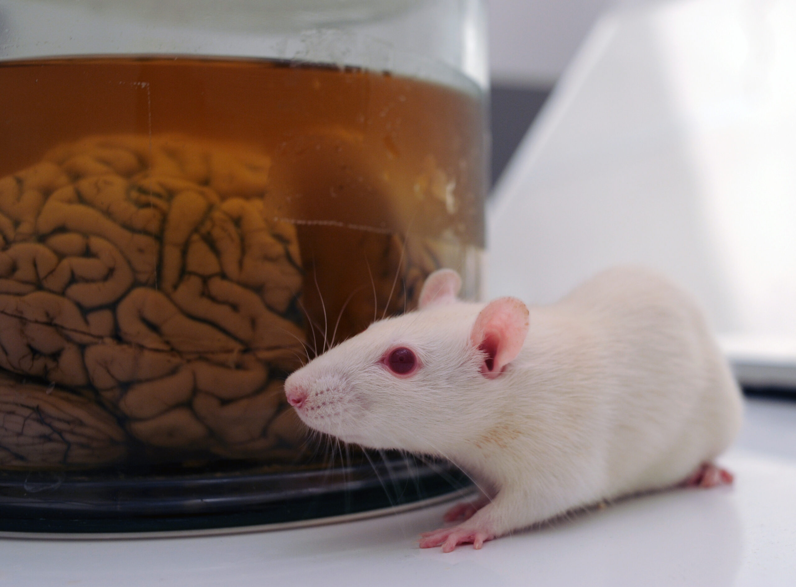 Breakthrough Reversal of Age-Related Memory Loss in Mice