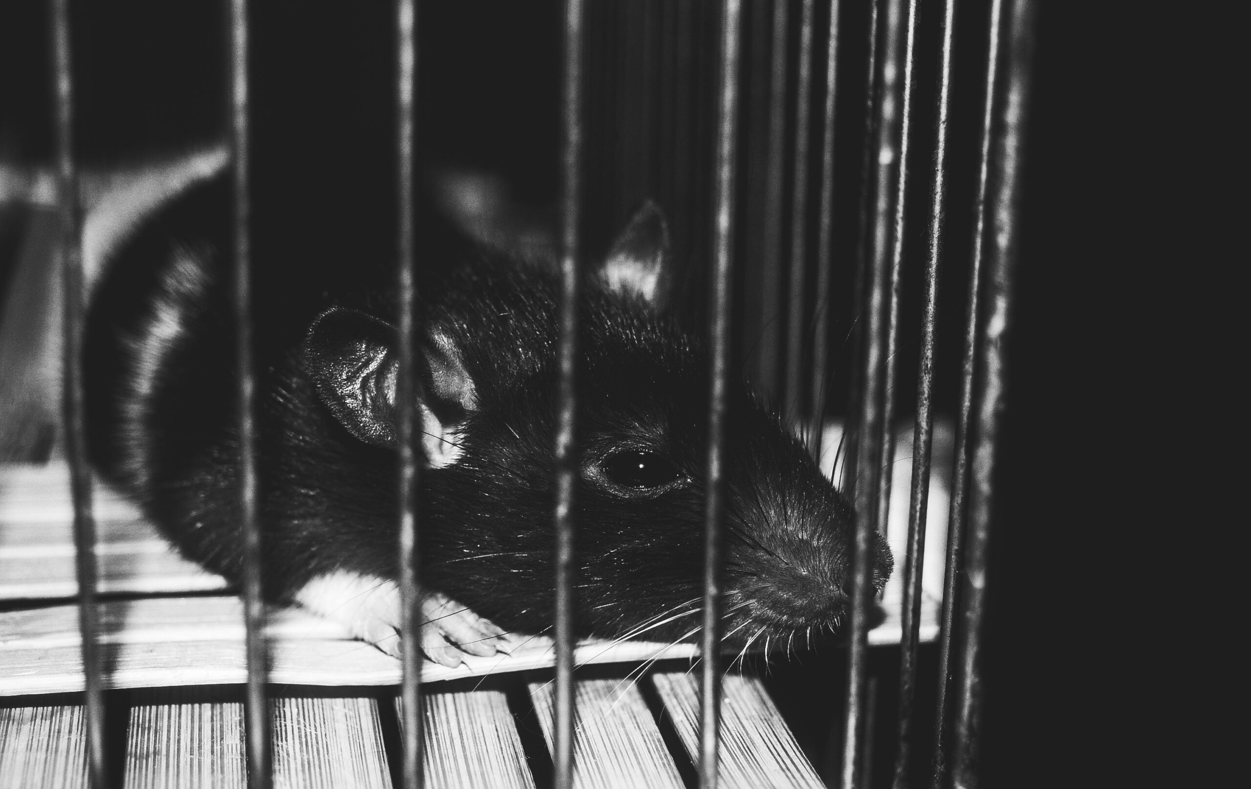 Second Hand Causes of Depression In Mice