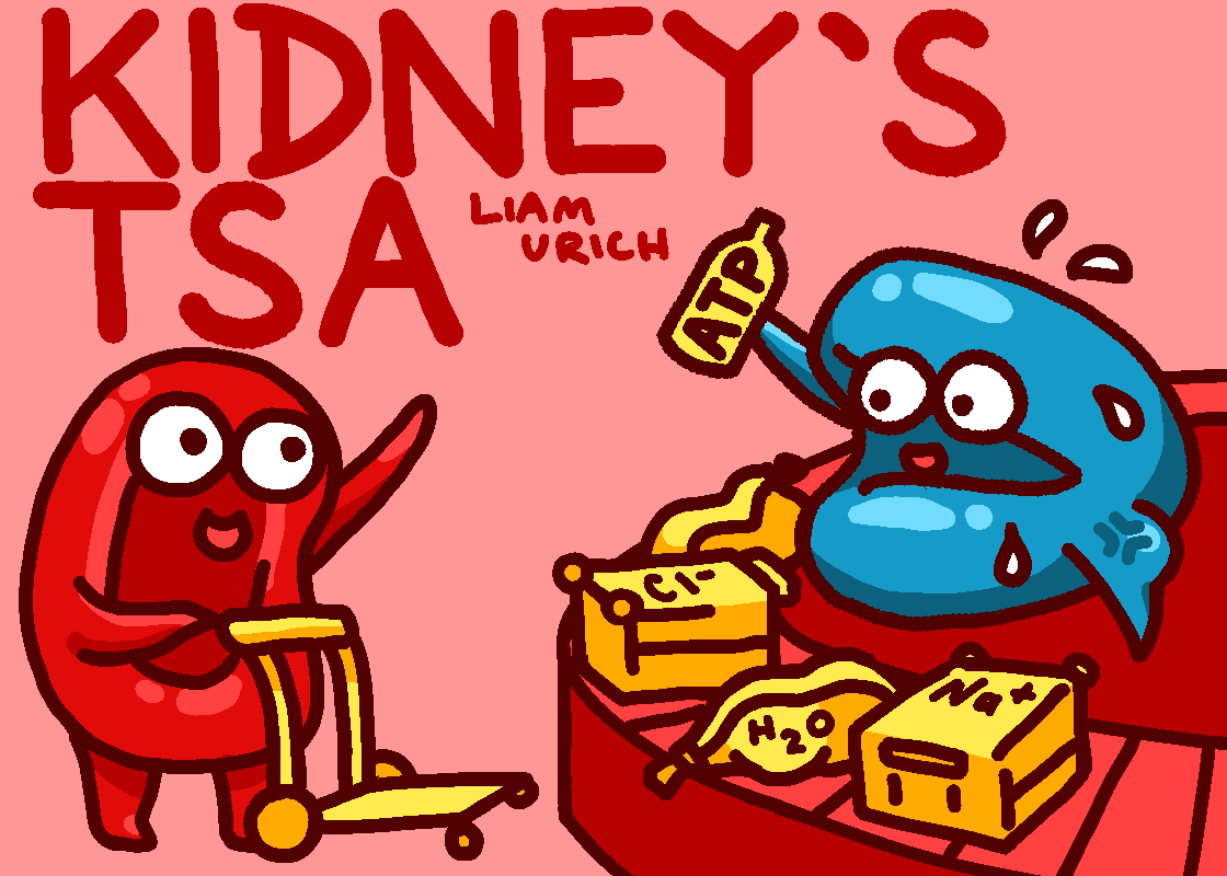 The Kidneys’ TSA